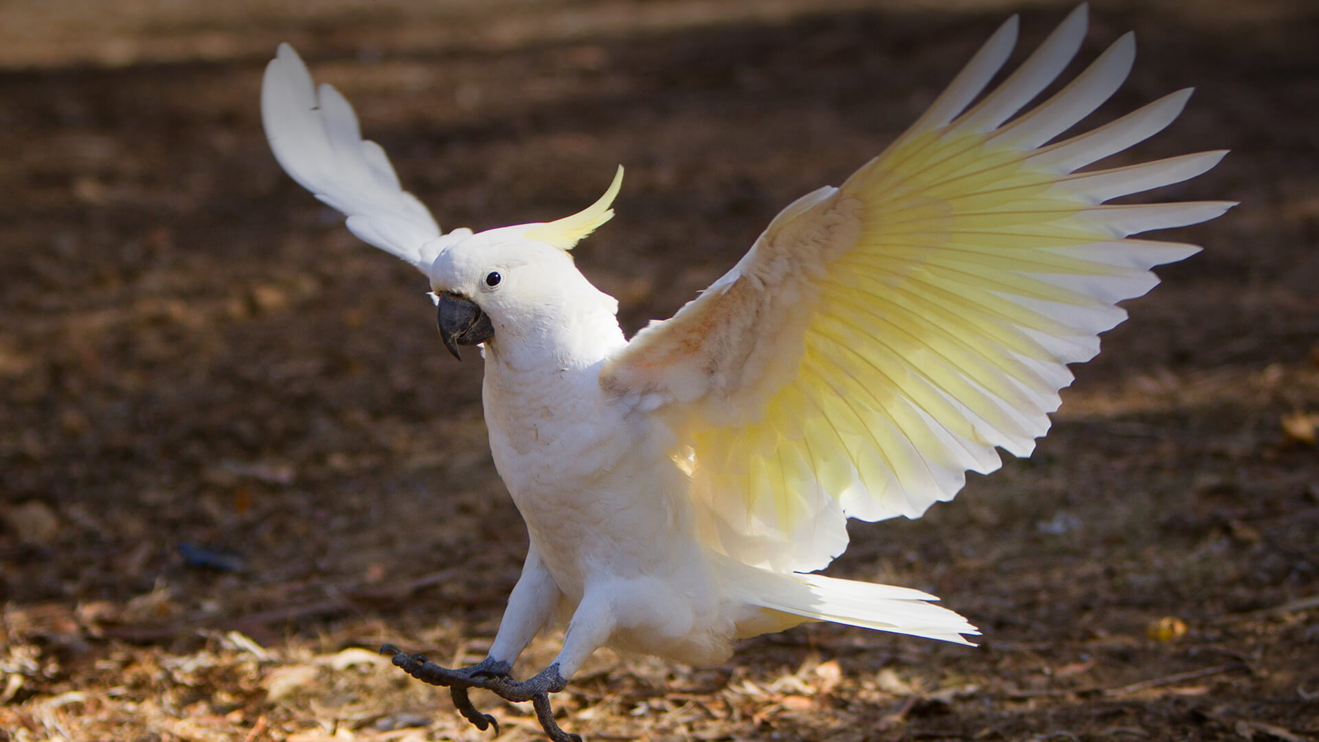 რომელი ცხოველი, ან ფრინველი ხართ დაბადების თვის მიხედვით და რას ამბობს ეს თქვენს შესახებ?