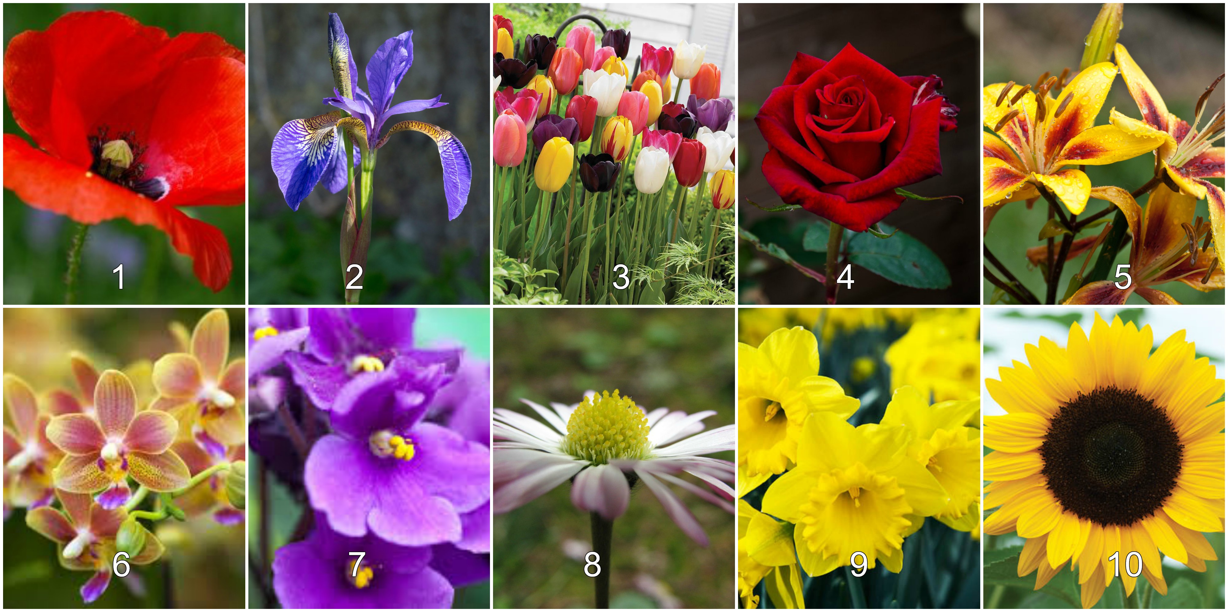 ტესტი: აირჩიეთ ყვავილი და მიიღეთ განსაკუთრებული შეტყობინება