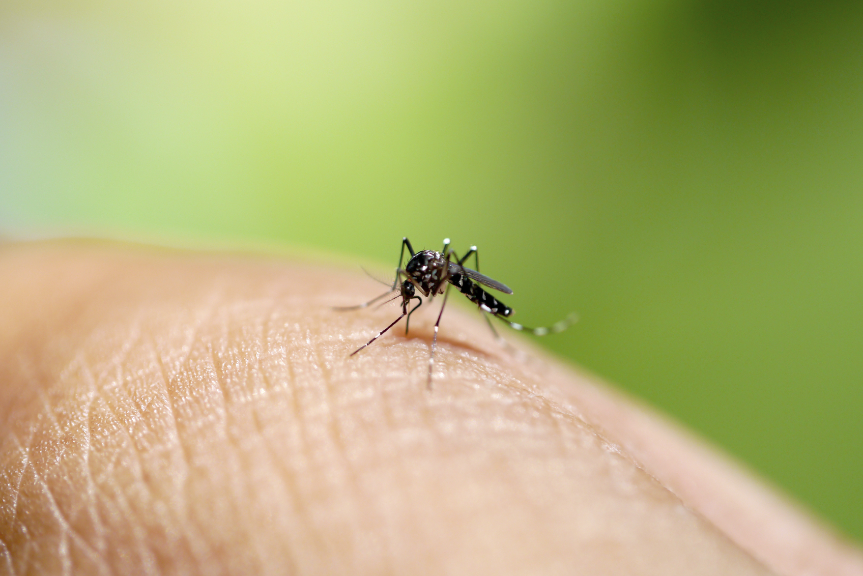 რატომ იზიდავთ კოღოებს? - 9 მიზეზი, რომელთა გამოც შესაძლოა, მწერებისთვის ‘’მიმზიდველი“ ხართ