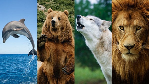 როგორია თქვენი იდეალური დღე - ვინ ხართ, დათვი, ლომი, მგელი თუ დელფინი