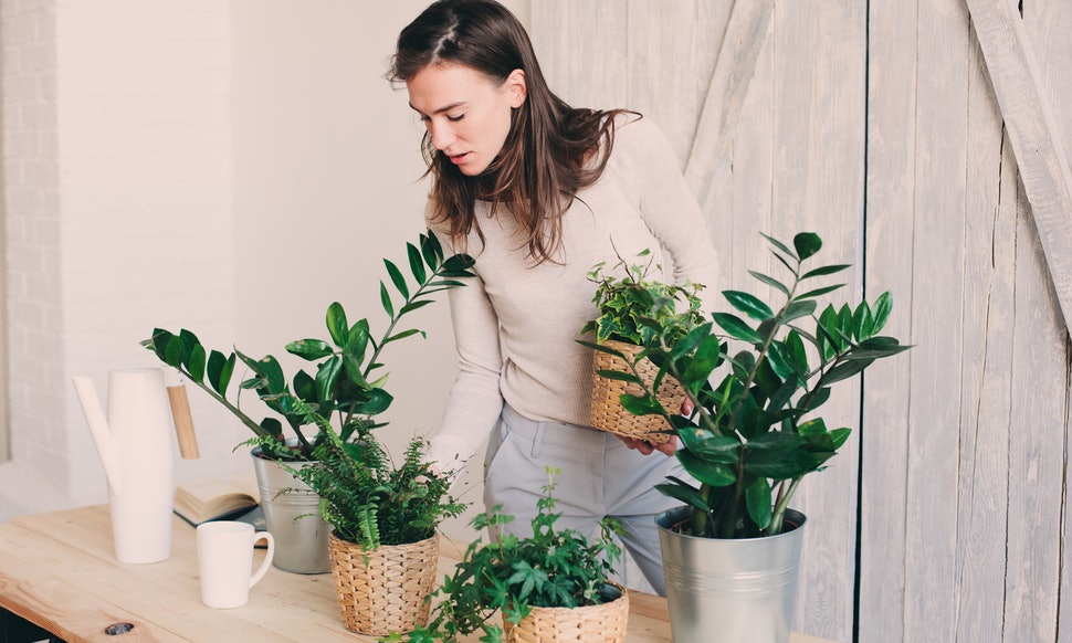 5 ფსიქოლოგიური სარგებელი, რომელიც თქვენთვის ოთახის მცენარეებს მოაქვთ