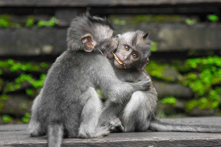 12 ფოტო, რომლებიც ამტკიცებენ, რომ ცხოველები სიყვარულის გარეშე ვერ ძლებენ