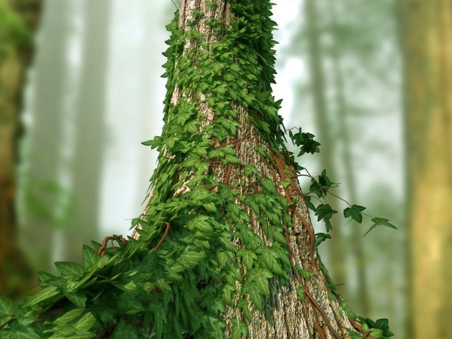რომელი ხე-მცენარე ხართ დრუიდების ჰოროსკოპის მიხედვით - გაიგეთ თქვენი ხასიათის შტრიხები