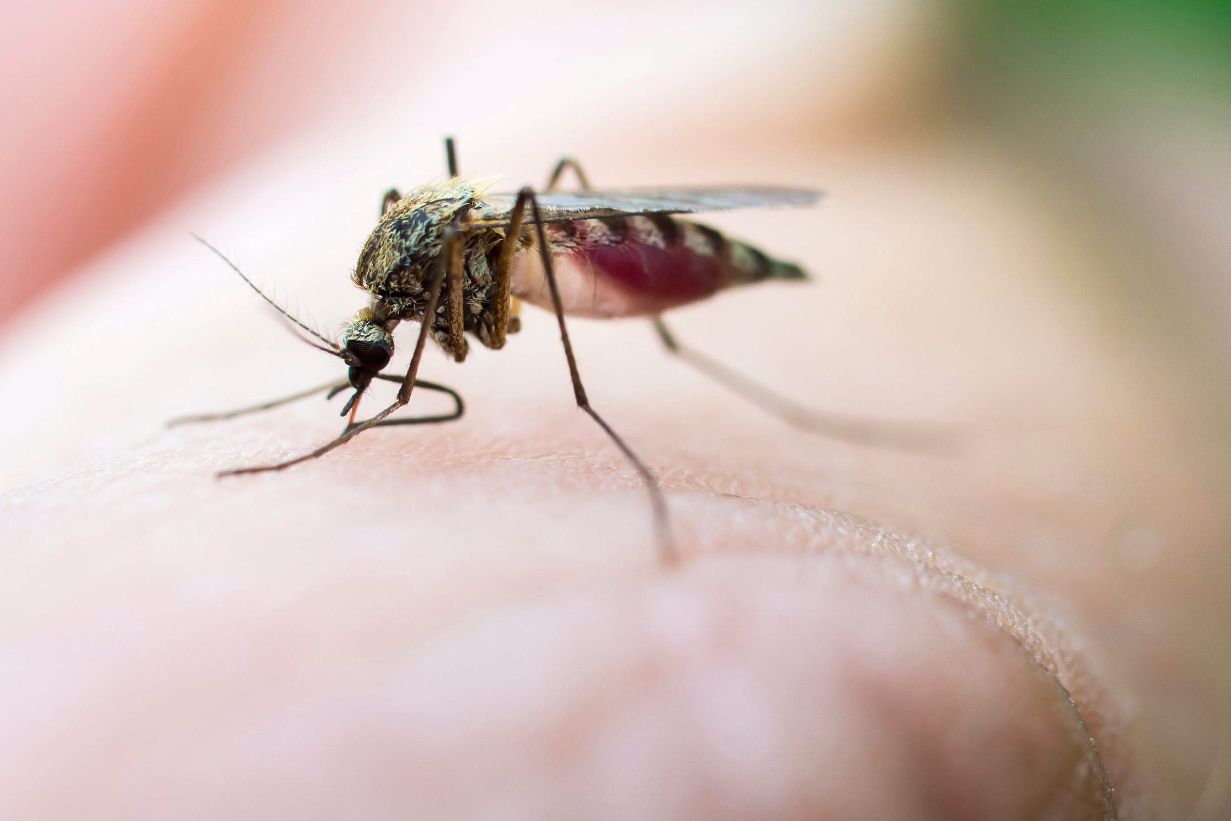 რატომ იზიდავთ კოღოებს? - 9 მიზეზი, რომელთა გამოც შესაძლოა, მწერებისთვის ‘’მიმზიდველი“ ხართ