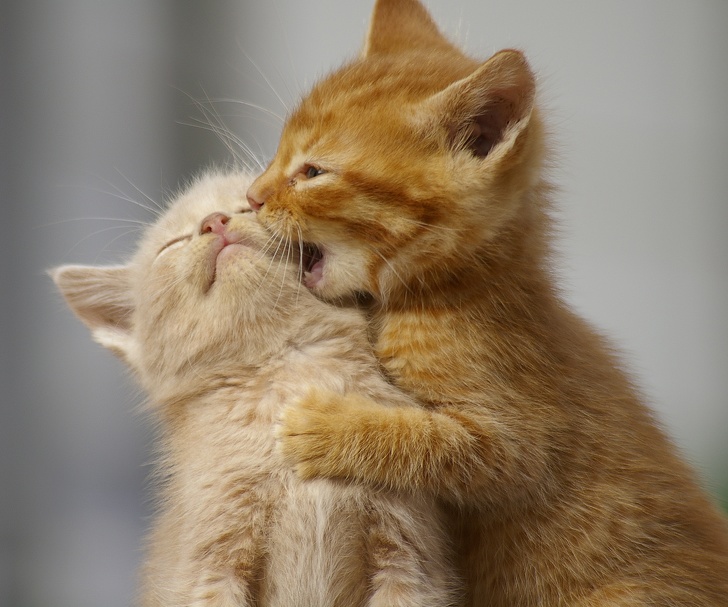 12 ფოტო, რომლებიც ამტკიცებენ, რომ ცხოველები სიყვარულის გარეშე ვერ ძლებენ