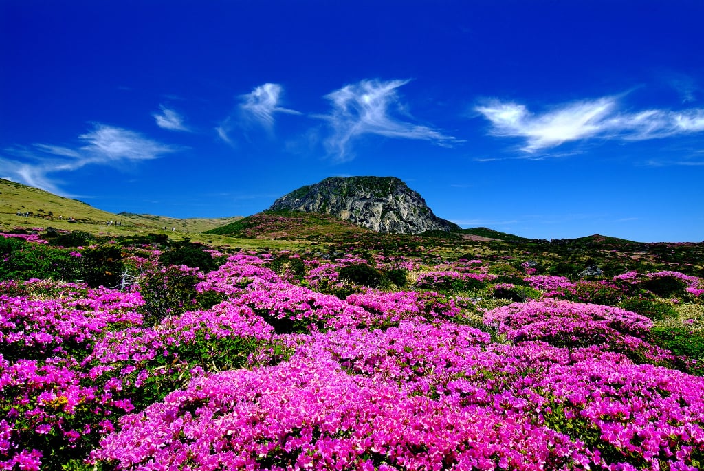 12 ადგილი  საოცარი ადგილი დედამიწაზე, სადაც გაზაფხულზე ყველაზე ლამაზი ყვავილები ხარობს