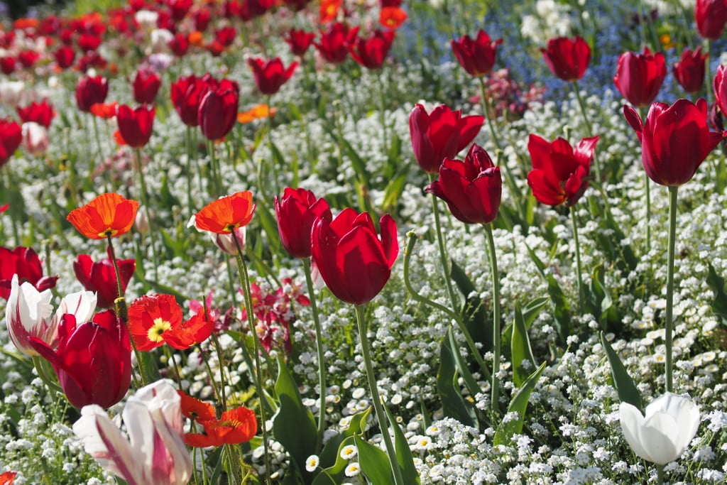 12 ადგილი  საოცარი ადგილი დედამიწაზე, სადაც გაზაფხულზე ყველაზე ლამაზი ყვავილები ხარობს